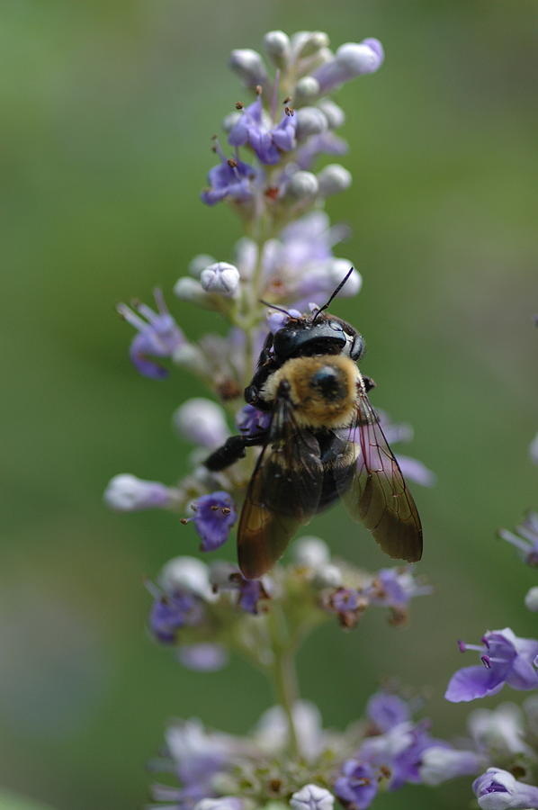 Scarborough Insect At Work Photograph by Les Scarborough - Fine Art America