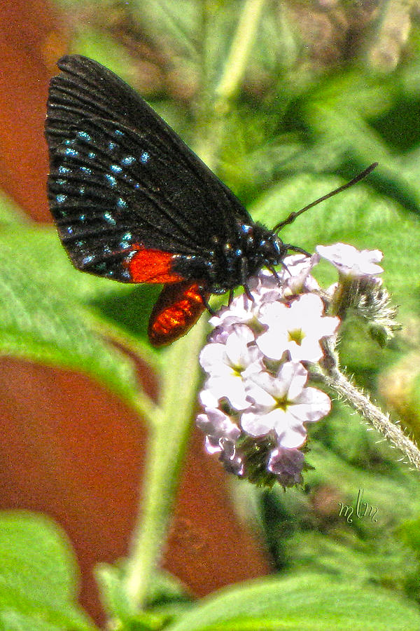 Atala Butterfly Photograph by Marie Morrisroe