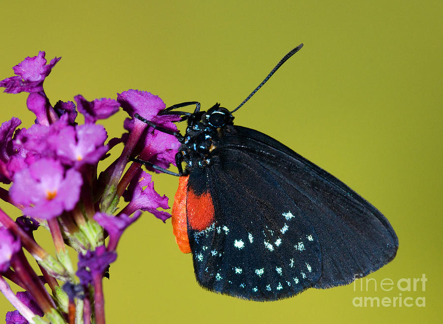 Atala Butterfly Photograph by Millard H. Sharp
