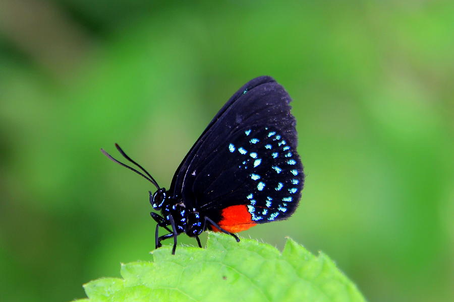 Atala Butterfly Photograph by Sean Allen