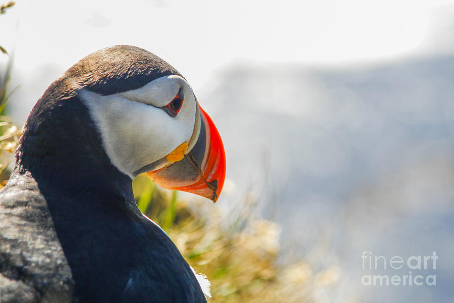 Atalantic sea puffin in close up Photograph by Patricia Hofmeester