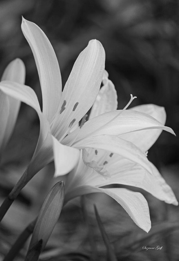 Atamasco Lilies in Black and White Photograph by Suzanne Gaff
