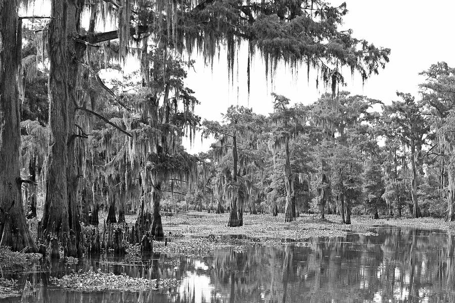 Atchafalaya - Bayou 3 Photograph by Paulette Moran Dalton | Fine Art ...