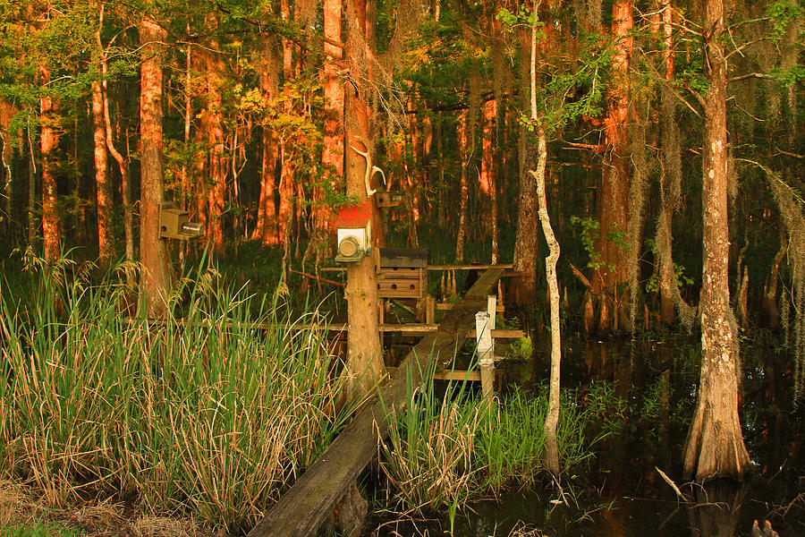 Atchafalaya Basin walkway into the Swamp Photograph by Ronald Olivier 