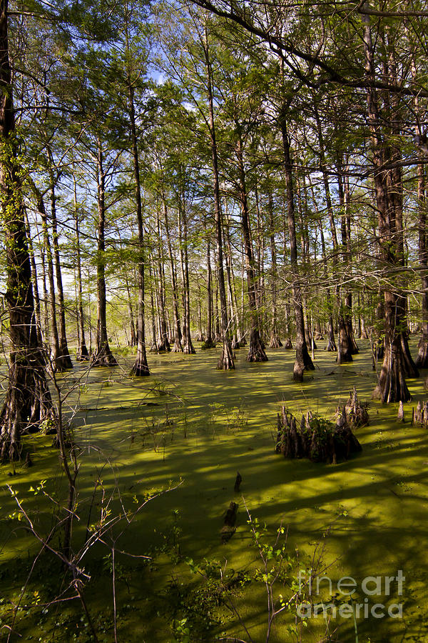 Atchafalaya Swamp   #6913 Photograph