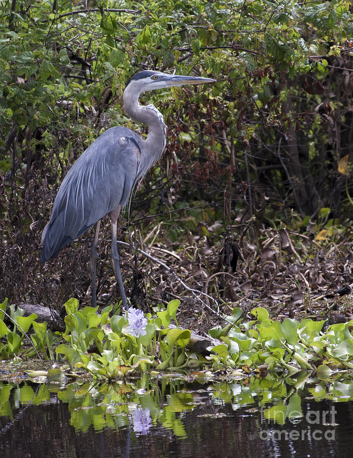 Atchafalaya Swamp Blue Heron Photograph by D Wallace