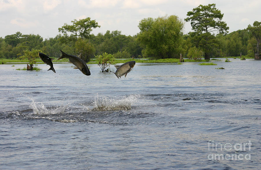 Atchafalaya Swamp Jumping Fish Photograph by D Wallace