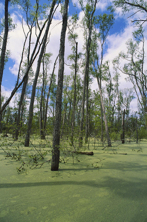 Atchafalaya Swamp, Louisiana Photograph by Gary Retherford