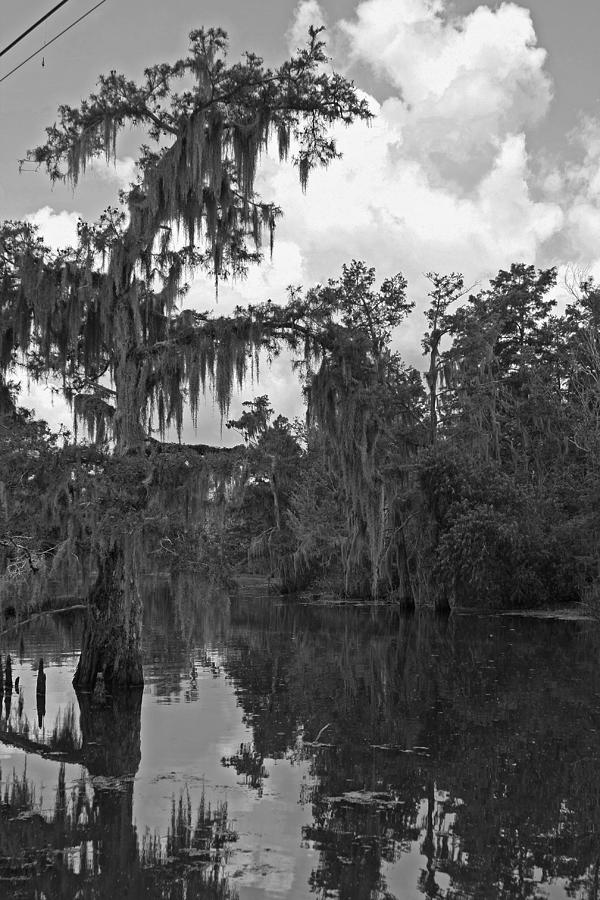 Atchafalaya Swamp Photograph by Ronald Olivier - Fine Art America