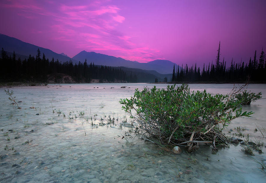 Athabasca River Bush At Sunset Photograph