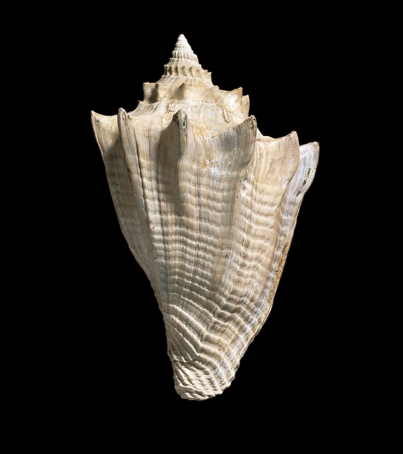 Athleta luctator, sea snail fossil Photograph by Science Photo Library