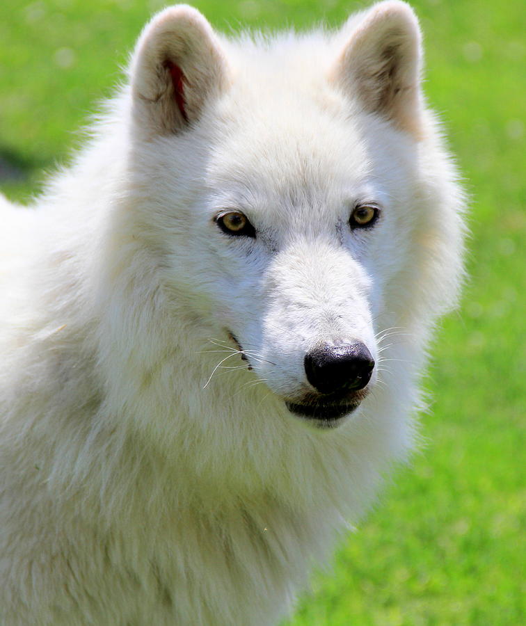 Atka - Artic Grey Wolf Photograph by Pat Marzinsky - Fine Art America