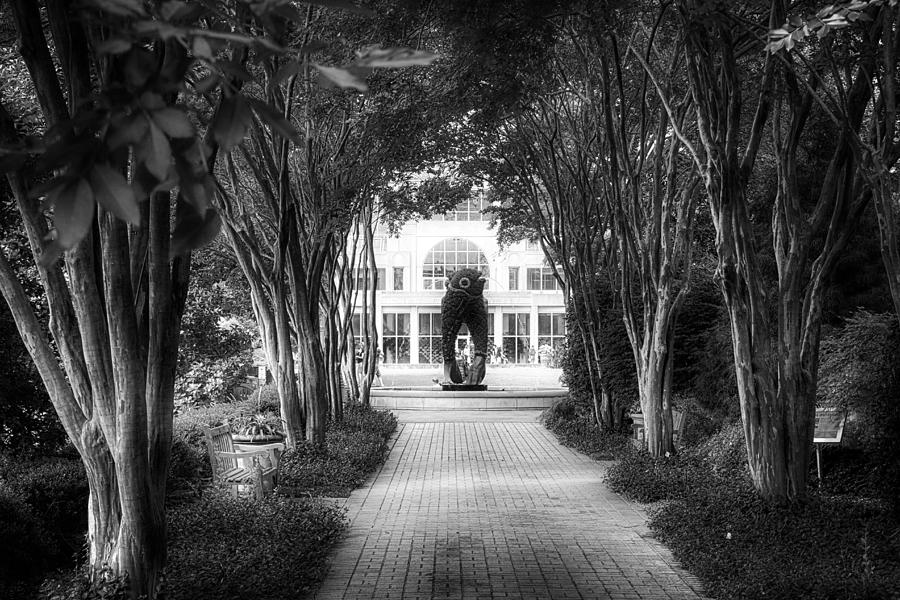 Atlanta Botanical Garden-Black and White Photograph by Douglas Barnard