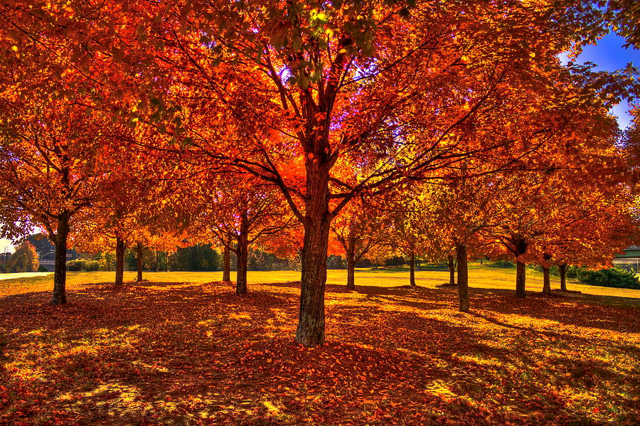 Atlanta Red Maple Trees in Autumn Photograph by Reid Callaway
