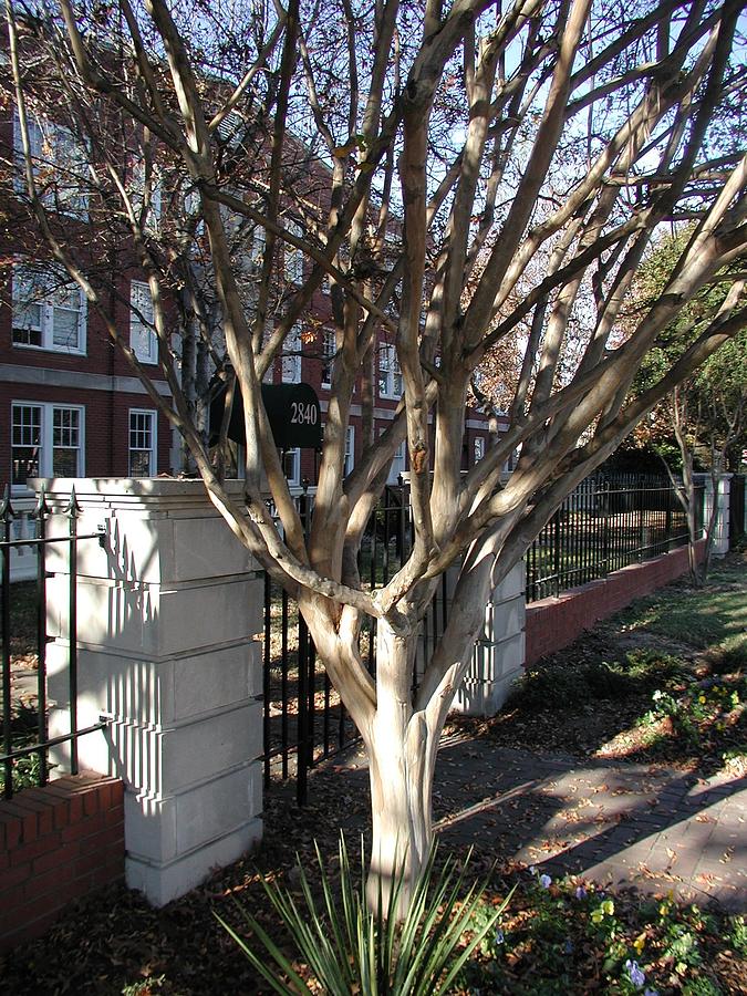 Atlanta Tree Photograph by Joseph Yarbrough - Fine Art America