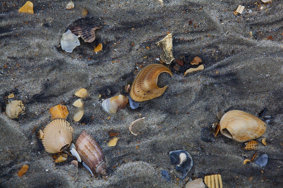 Atlantic Beach Shells and Sand Photograph by Steve Gravano