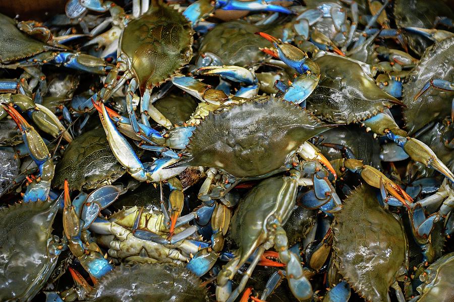 Atlantic Blue Crabs At A Market Photograph by John Greim/science Photo