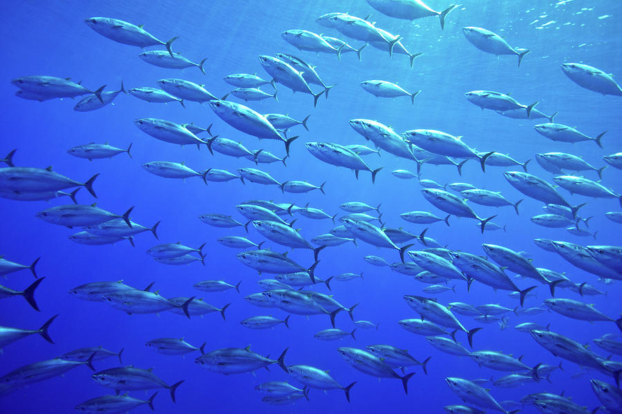 Atlantic Bluefin Tuna Photograph by Gerard Soury