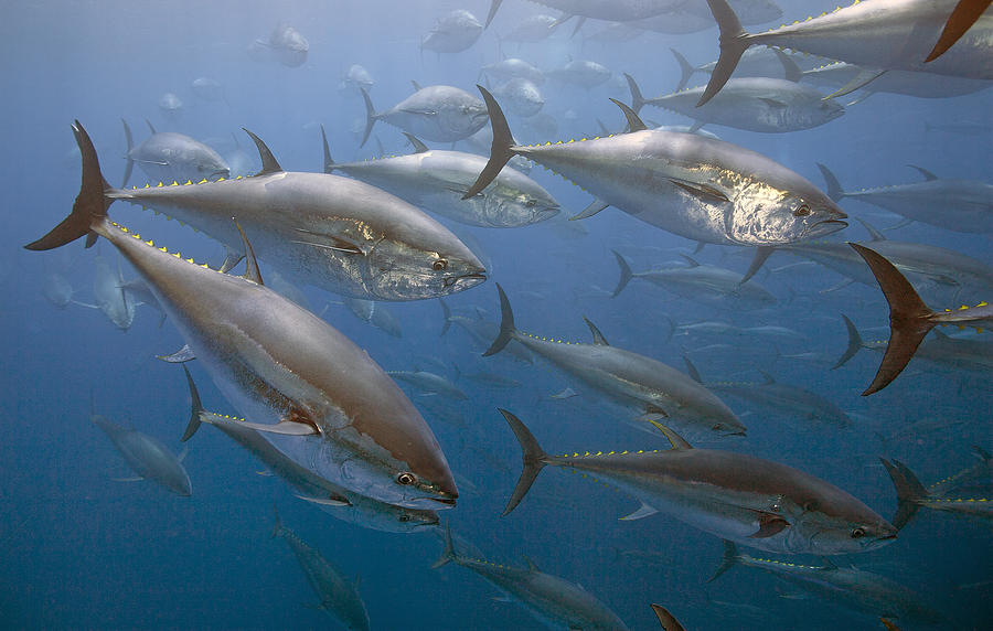 Atlantic Bluefin Tuna School Turkey Photograph by Richard Herrmann