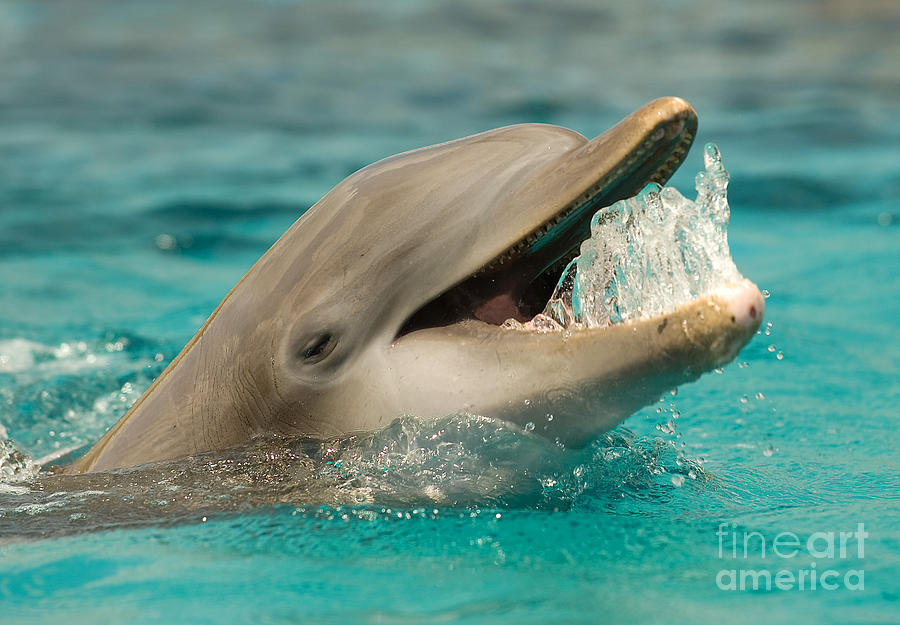 Atlantic Bottlenose Dolphin Photograph by Millard H. Sharp