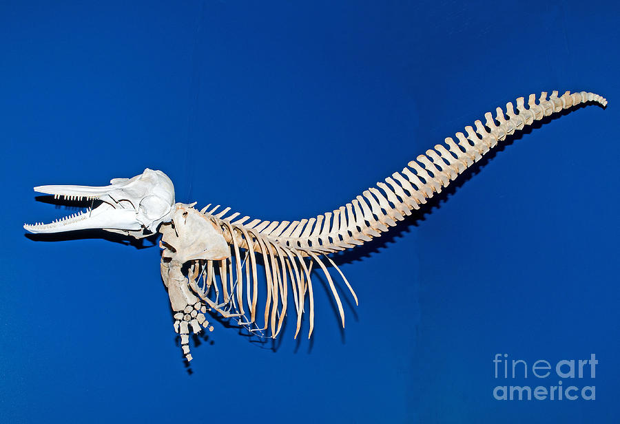 Atlantic Bottlenose Dolphin Skeleton Photograph by Millard H. Sharp