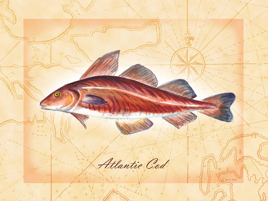 Atlantic Cod  Painting by Clara Sue Beym