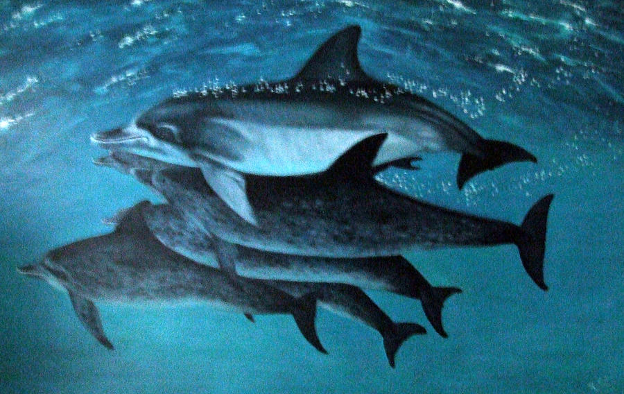 Atlantic Dolphins Painting by Mackenzie Moulton