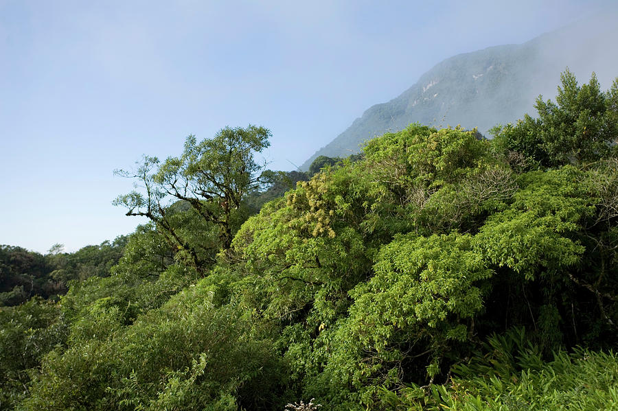 Atlantic Forest In Brazil Photograph by Scott Warren - Fine Art America