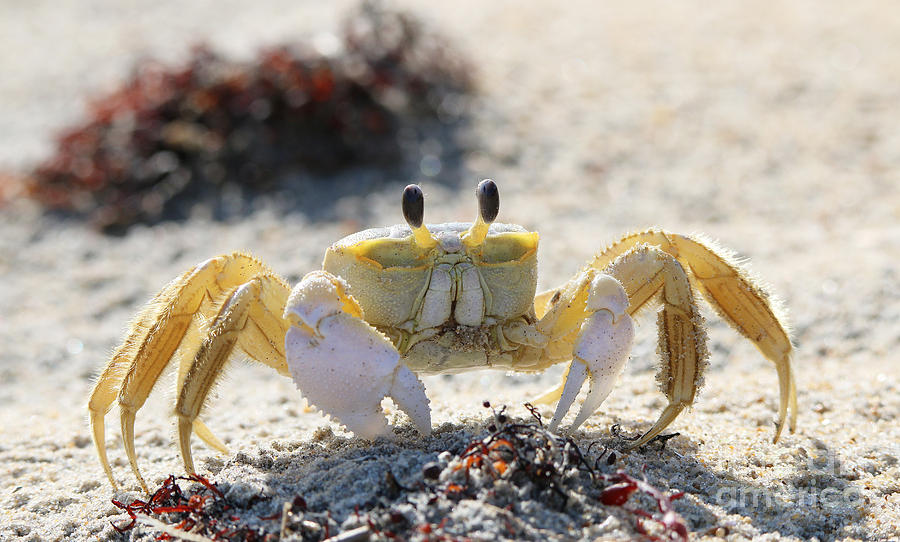 Beach Photograph - Atlantic Ghost Crab 2760 by Jack Schultz