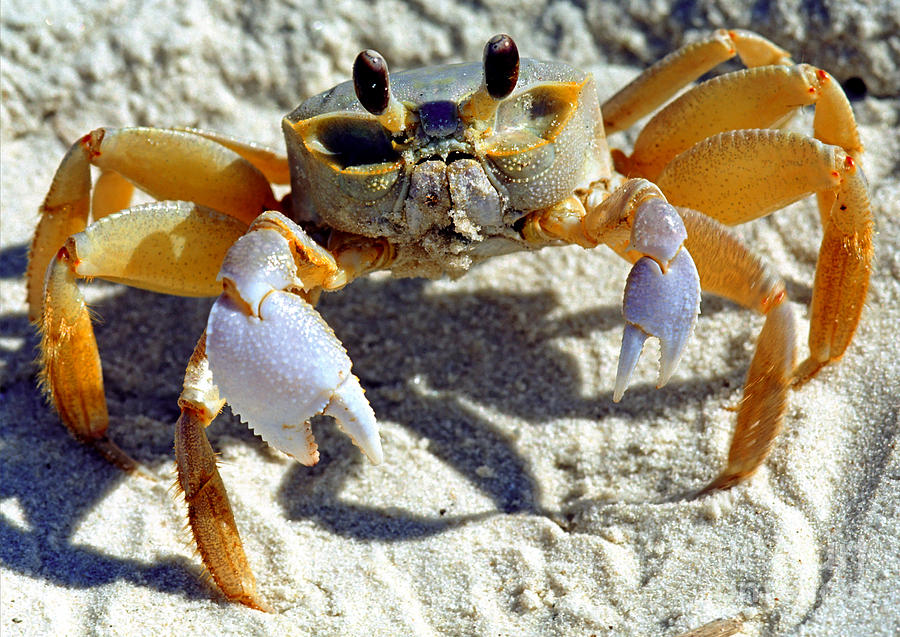 Atlantic Ghost Crab Ocypode Quadrata Photograph by Millard H. Sharp