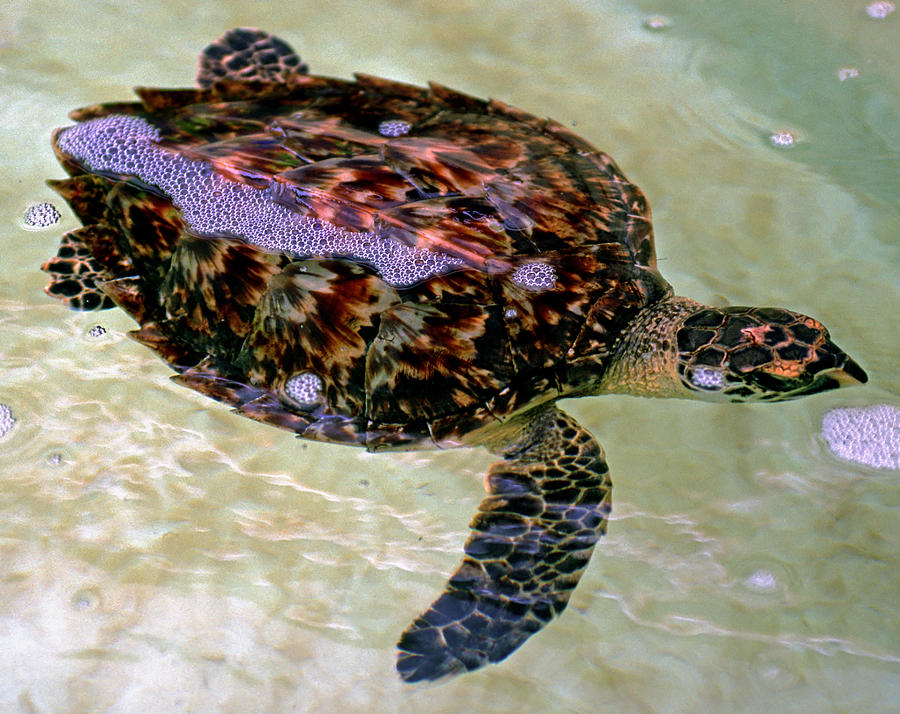 Atlantic Hawksbill Turtle Photograph by Millard H. Sharp
