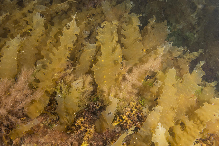 Atlantic Kelp Photograph by Andrew J. Martinez