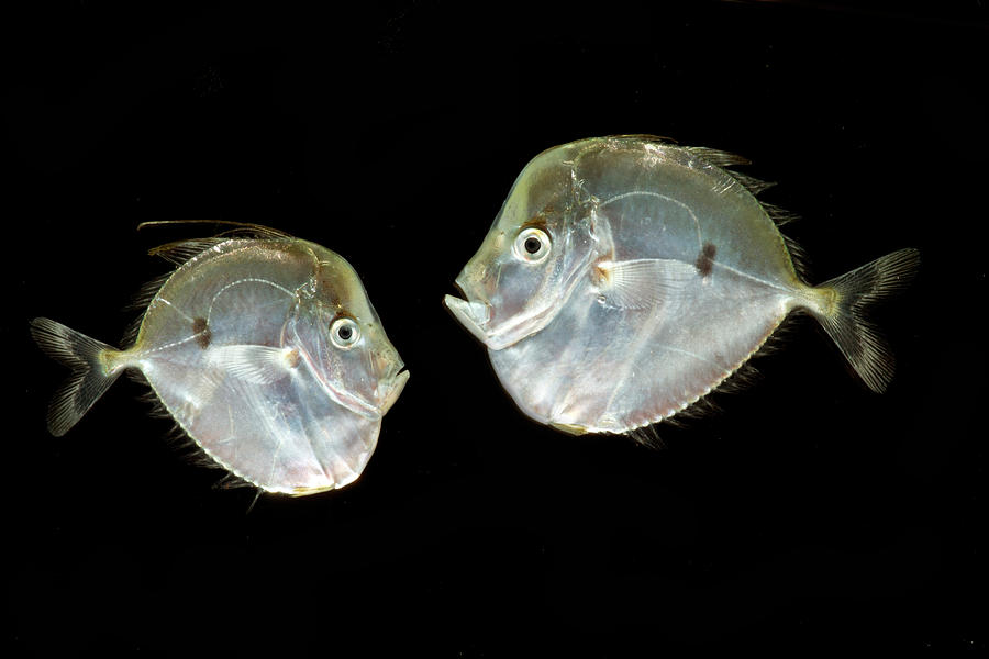 Atlantic Moonfish Selene Setapinnis Photograph by Dant Fenolio