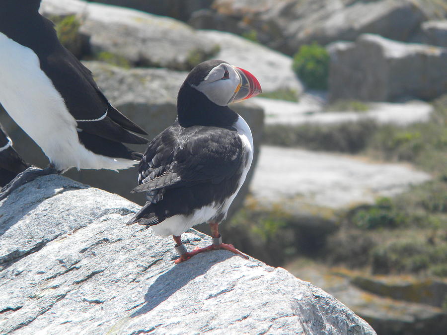 Atlantic Puffin 2 Photograph by James Petersen