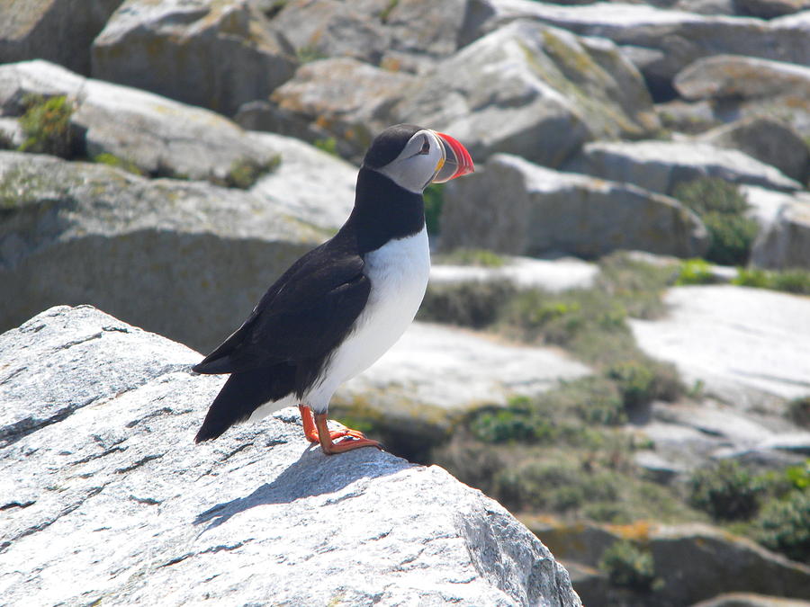 Atlantic Puffin 3 Photograph by James Petersen