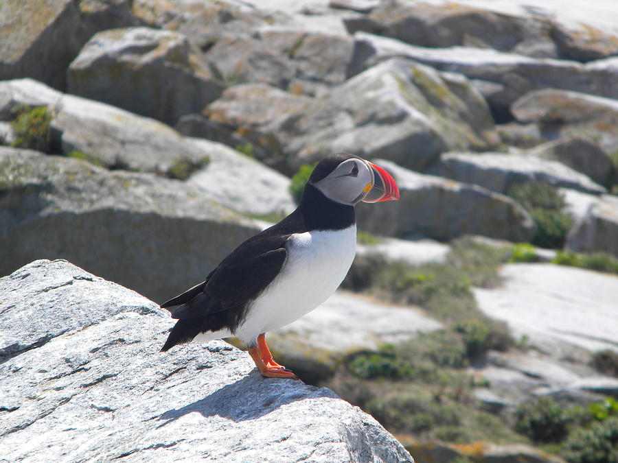Atlantic Puffin 4 Photograph by James Petersen