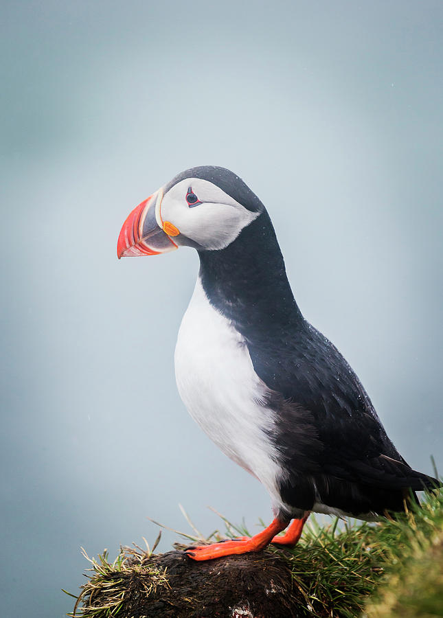 Atlantic Puffin Photograph by Arctic-images