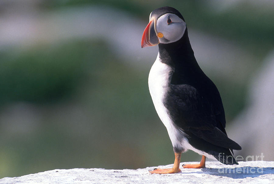 Puffin Photograph - Atlantic Puffin by Art Wolfe
