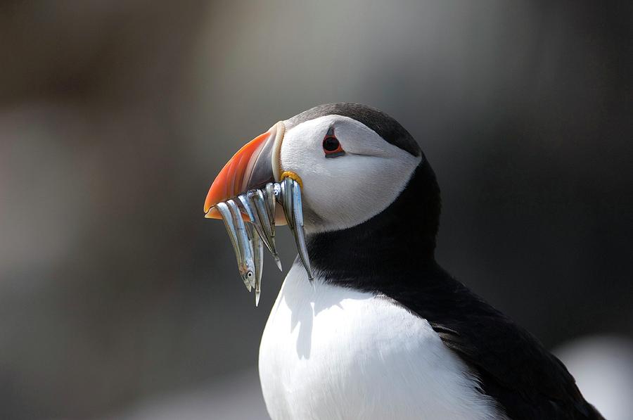 Atlantic Puffin Photograph by Dr P. Marazzi/science Photo Library