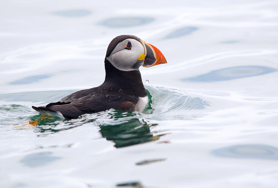 Atlantic Puffin. Photograph by Evelyn Garcia