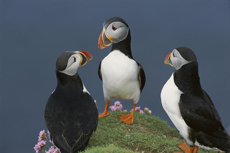 Atlantic Puffin Group Courting Photograph by Tui De Roy