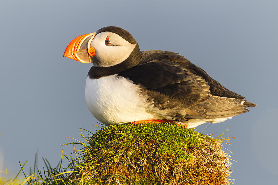 Animal Photograph - Atlantic Puffin Iceland by Peer von Wahl