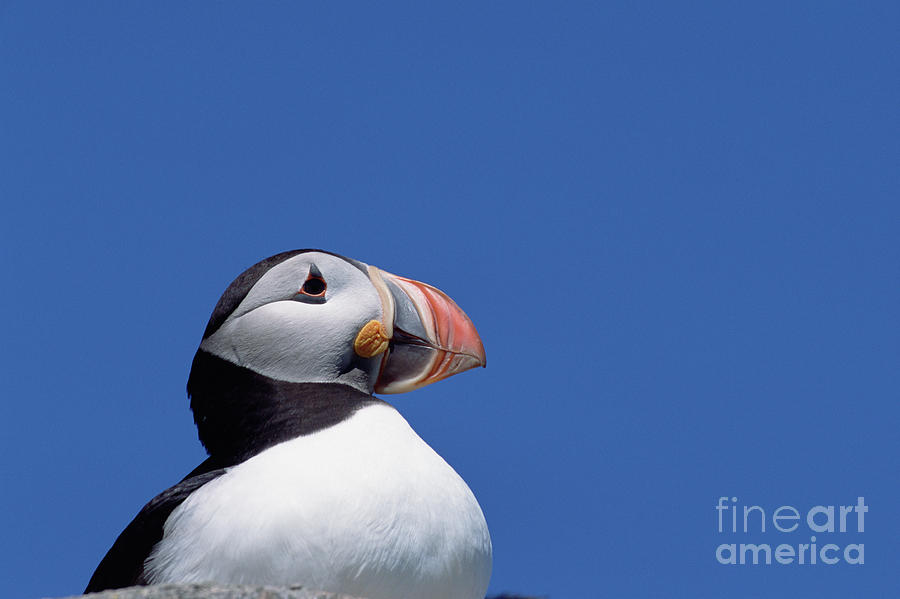 Atlantic Puffin In Breeding Colors Photograph by Yva Momatiuk and John Eastcott