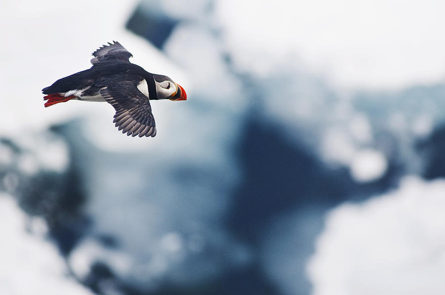 flight of the puffin flight of the puffin
