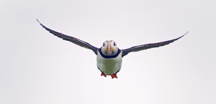 Wildlife Photograph - Atlantic Puffin In Flight by Simon Fraser/science Photo Library