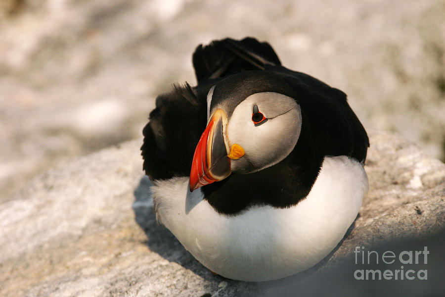 Atlantic Puffin Series Photograph by Jeannette Hunt