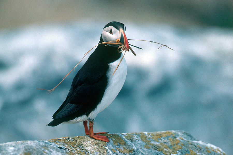 Atlantic Puffin Photograph by Jeffrey Lepore