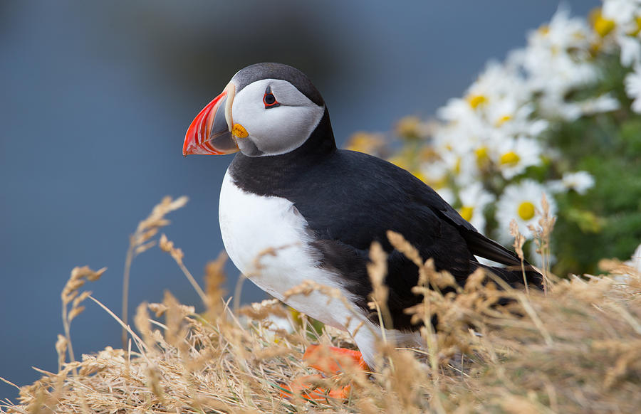 Atlantic puffin Photograph by Mantaphoto