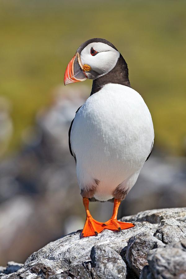 Nature Photograph - Atlantic Puffin On A Rock by John Devries/science Photo Library
