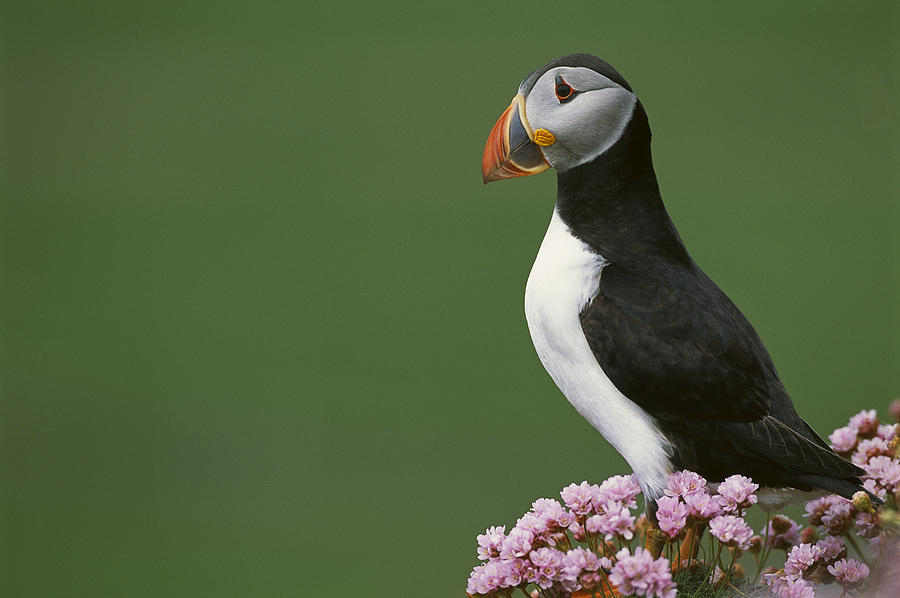 Atlantic Puffin On Cliff Shetland Photograph by Tui De Roy